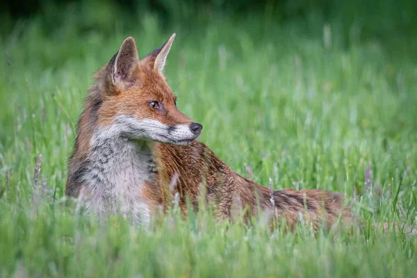 Una Volpe Rossa Allerta Vulpes Sta Guardando Destra Con Orecchie — Foto Stock