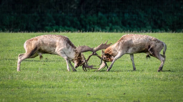 Rutting zamanı, bir çift nadas geyiği savaşırken boynuzları birbirine kenetlendi.