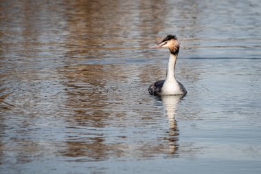 Büyük bir ibikli yağ tabakası, podiseps kristali, kameraya doğru yüzüyor ve fotokopi alanına doğru sola bakıyor. Suyun dalgalarında bir yansıma var.