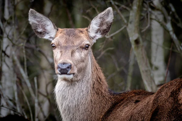 a close up  head and shoulder portrait of a female red deer staring forward