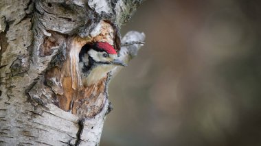 Genç, benekli ağaçkakan yuvadan dışarı bakıyor. Kafasını gümüş bir huş ağacındaki delikten çıkarırsa