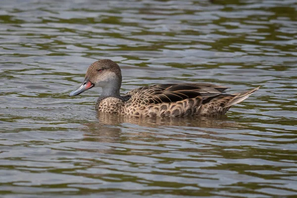 Profil Portrétu Bílé Líce Pintail Plavání Jezeře Bez Dalších Ptáků — Stock fotografie