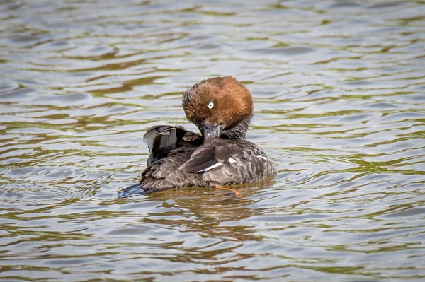 一只雌性金眼鸭Buhead Clangula的近身特写 它把头转过来游泳 背靠在羽毛上 — 图库照片