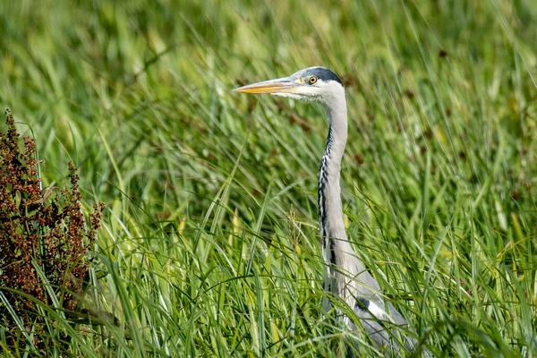 Close Grey Heron Standing Its Head Next Tall Grass — Stock Photo, Image