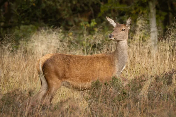 Red Deer Doe Standing Grass Profile View Her Head Turned — Stock Photo, Image