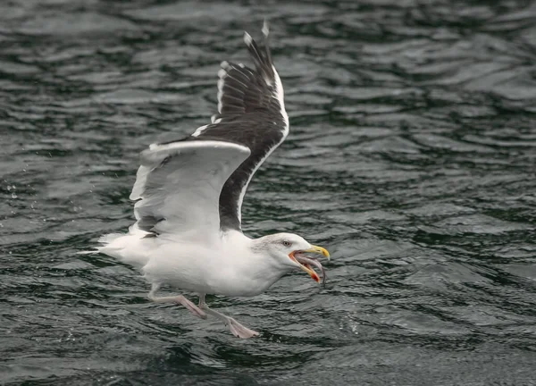 Herring Gull Flying Low Sea Scoops Swallowing Large Fish — Stock Photo, Image
