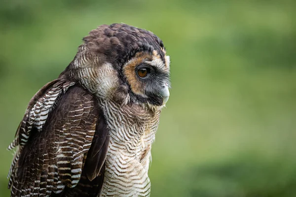 茶色の木のフクロウの半分の長さのプロフィール肖像画を閉じます コピースペースへの右側への警告 — ストック写真