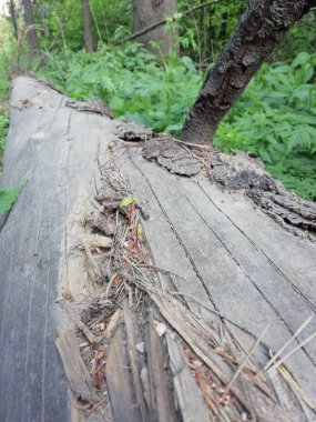 dalları, çiçekler, orman, çimen, yaprak, liken, yosun, doğa, nehir, akarsu, kütük, ağaç, su, ahşap