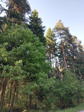 dalları, çiçekler, orman, çimen, yaprak, liken, yosun, doğa, nehir, akarsu, kütük, ağaç, su, ahşap