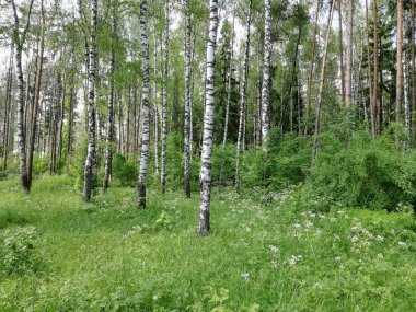 dalları, çiçekler, orman, çimen, yaprak, liken, yosun, doğa, nehir, akarsu, kütük, ağaç, su, ahşap