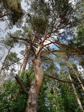 dalları, çiçekler, orman, çimen, yaprak, liken, yosun, doğa, nehir, akarsu, kütük, ağaç, su, ahşap