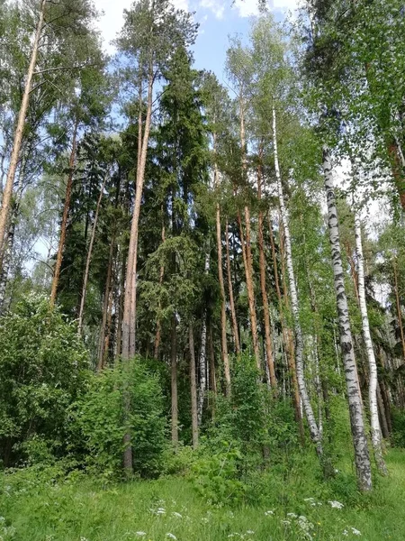 Gałęzie Kwiaty Las Trawa Liście Liszaj Mech Natura Rzeka Strumień — Zdjęcie stockowe