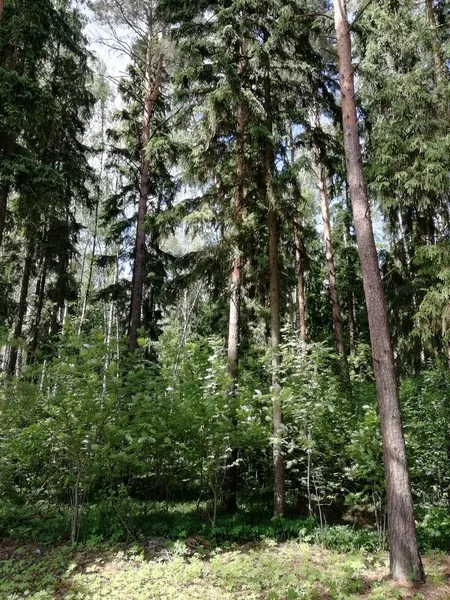 Grenar Blommor Skog Gräs Löv Lav Mossa Natur Flod Bäck — Stockfoto