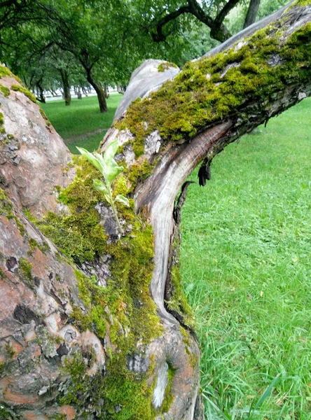 Dalları Çiçekler Orman Çimen Yaprak Liken Yosun Doğa Nehir Akarsu — Stok fotoğraf