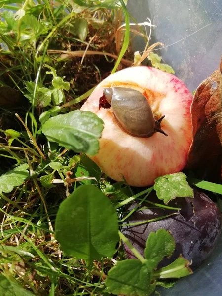 Takken Bloemen Bos Gras Bladeren Korstmossen Mos Natuur Rivier Stroom — Stockfoto