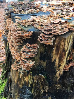 Ağaç üzerinde sonbahar mantar