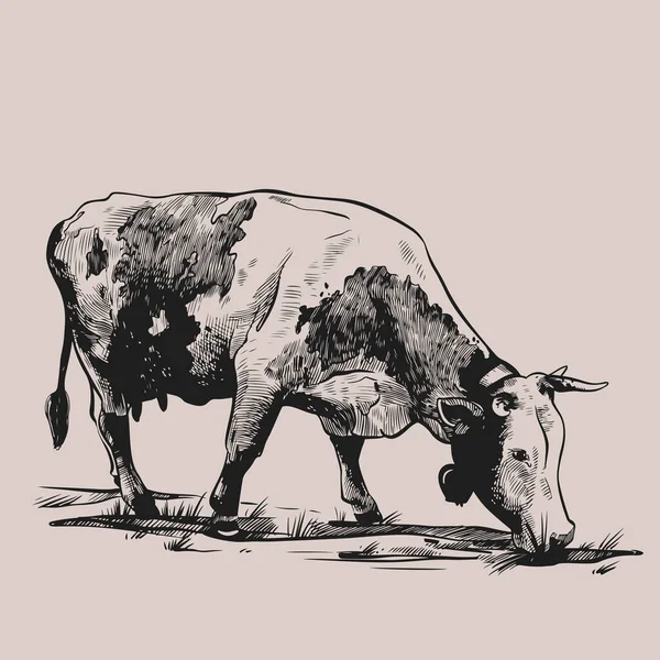 牧草地でベル放牧牛。グラフィックスタイルで描かれた手。ポスター、ウェブ、パッケージ、ブランディング、チラシ、印刷のためのヴィンテージベクトル彫刻イラスト。灰色の背景に隔離された — ストックベクタ