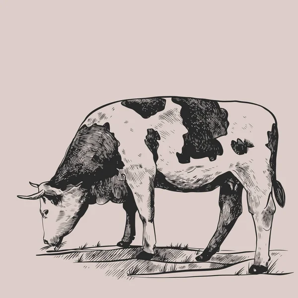 Vaca no prado. Mão desenhada em estilo gráfico. Vintage vetor gravura ilustração para cartaz, web, embalagem, marca, folheto, impressão. Isolado em fundo cinza —  Vetores de Stock