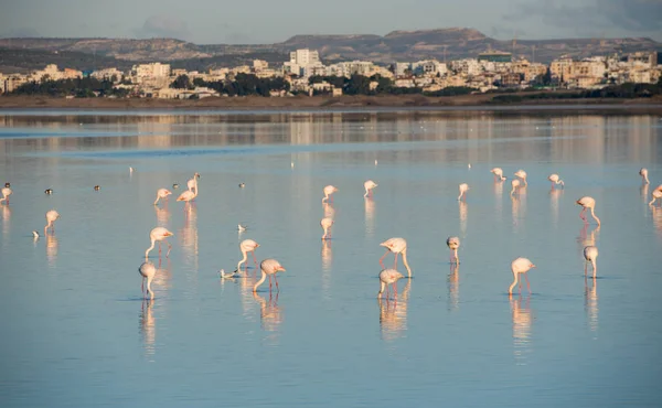 Groep Van Flamingo Vogelstand Rusten Voeding Het Zoutmeer Van Stad — Stockfoto
