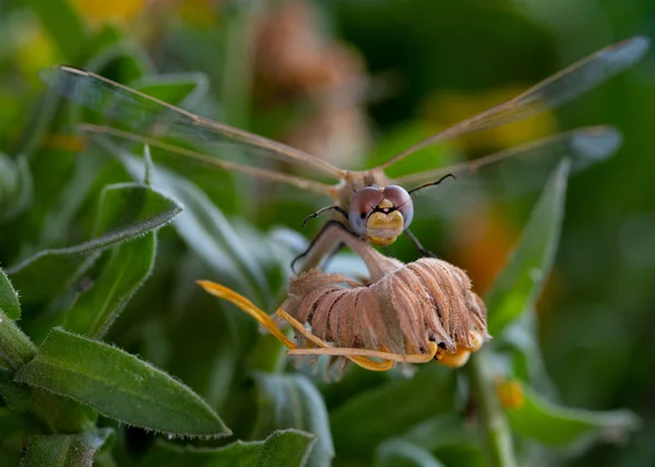 Värikkään Sudenkorento Hyönteisen Muotokuva Jossa Avoimet Siivet Lepäävät Keltaisella Kukalla — kuvapankkivalokuva