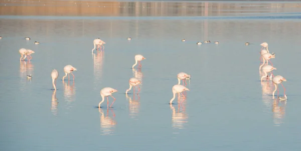 Grup Vahşi Flamingo Dinlenme Kıbrıs Larnaka Şehir Tuz Gölü Besleyen — Stok fotoğraf