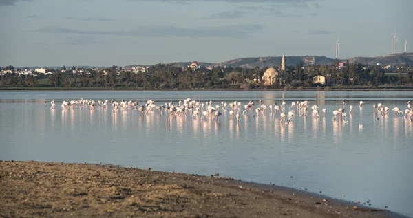 Grupo Aves Selvagens Flamingo Descansando Alimentando Lago Salgado Cidade Larnaca — Fotografia de Stock