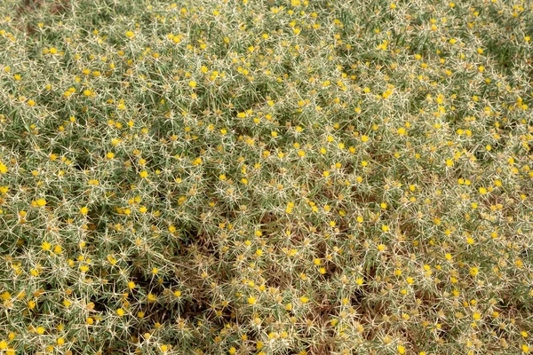 Toprak Sana Diken Sarı Çiçekler Ile Yeşil Bitkiler Doğa Arka — Stok fotoğraf