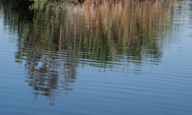 Yansıma bir güzel renkli arka plan oluşturma su yansıyan renkli göl bitkilerin      
