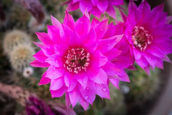 Güzel Taze Kırmızı Hodolia Rosea Kaktüs Çiçek Açan Çiçek — Stok fotoğraf