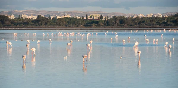 Group of wild Flamingo Birds resting and feeding at the  salt lake of the city of  Larnaca  in Cyprus