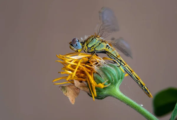 Ritratto Colorato Insetto Libellula Ali Aperte Appoggiato Fiore Giallo Appassito — Foto Stock