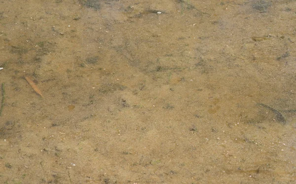 Yeşil kirli su yüzeyi bir güzel doğa arka plan oluşturma