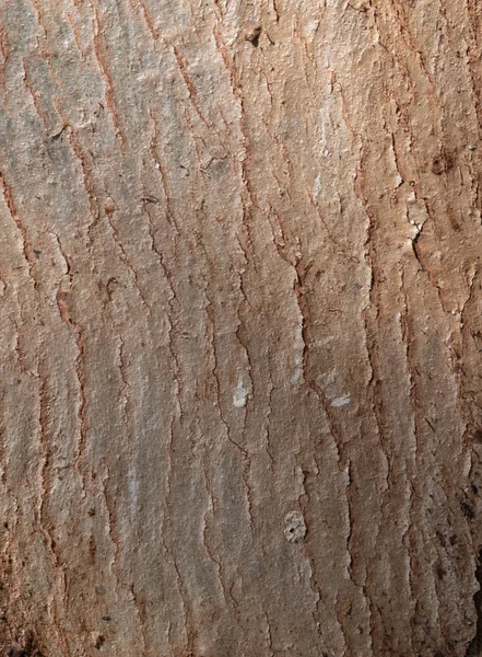 Güzel doğa arka plan oluşturmak bir ağaç gövdesi ayrıntılarını