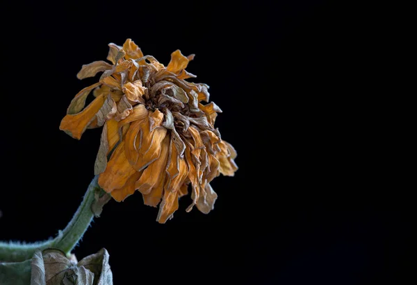 Красивый Календарь Засохший Цветок Изолирован Черном Фоне Понятие Ностальгии Меланхолии — стоковое фото