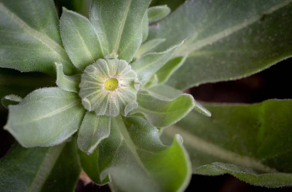 Bir Güzel Calendula Yeni Doğan Çiçeği Çiçek Ayrıntılarını Yakın Çekim — Stok fotoğraf