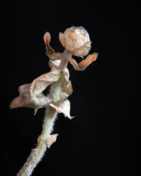 Mooie Calendula Verdorde Bloem Geïsoleerd Een Zwarte Achtergrond Concept Van — Stockfoto