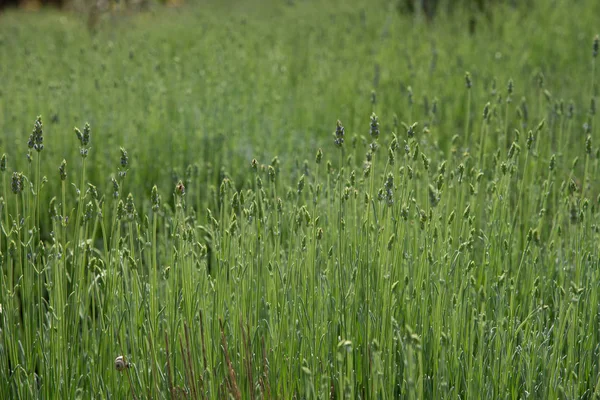 Taze Yeşil Çiçek Açan Alan Lavanta Bitkisel Bitkiler Doğa Arka — Stok fotoğraf