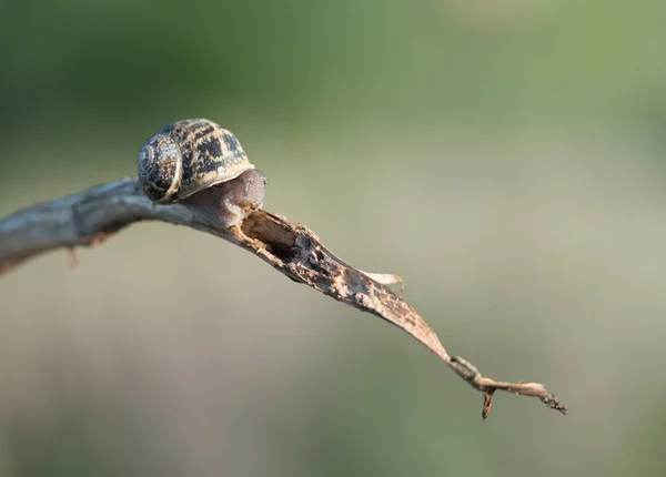 小蜗牛爬行在一个死的植物 慢动作概念 — 图库照片
