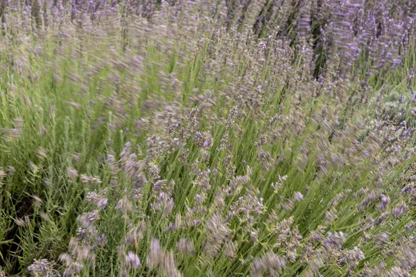 Fersk Grønt Blomstrende Felt Lavendelurteplanter Som Danner Naturbakgrunn – stockfoto