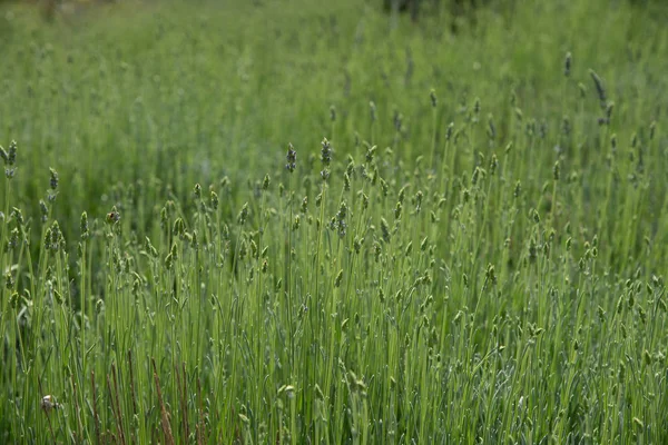 Fresh Green Blooming Field Lavender Herbal Plants Creating Nature Background — Stock Photo, Image