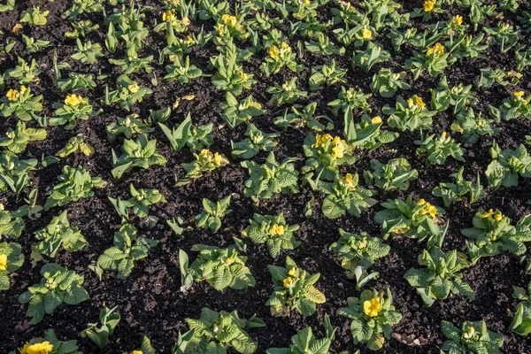 Gebied Van Prachtige Argyranthemum Planten Met Gele Bloemen Een Rij — Stockfoto