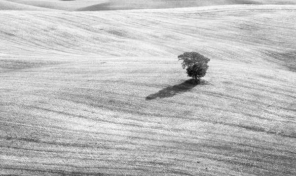 Immagine Bianco Nero Albero Solitario Piedi Nei Campi Della Toscana — Foto Stock