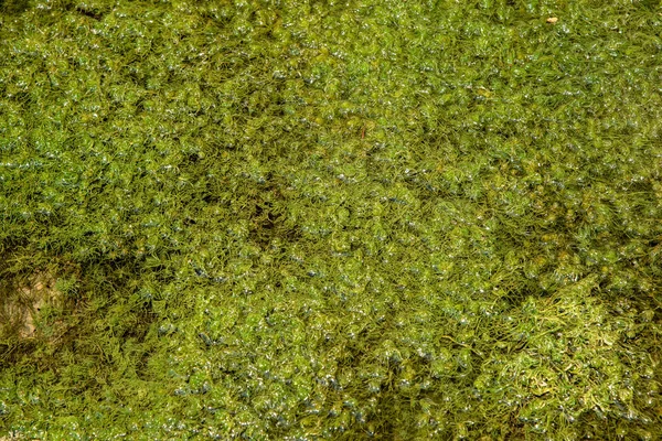Rośliny Zielone Wodę Tworząc Piękne Natura Streszczenie Tło — Zdjęcie stockowe