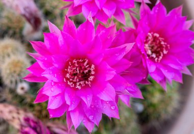 Güzel taze kırmızı hodolia rosea kaktüs çiçek açan çiçek