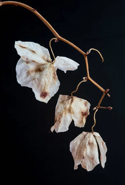 Tote Welke Trockene Orchidee Phalaenopsis Blüten Mit Isolierten Auf Schwarzem — Stockfoto