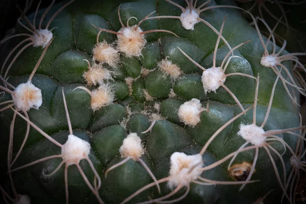 Detalles Cerca Una Planta Cactus Fresco Verde Con Espinas — Foto de Stock