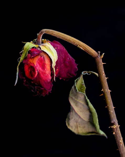 Imagem Vertical Uma Flor Rosa Vermelha Murcha Mas Ainda Muito — Fotografia de Stock