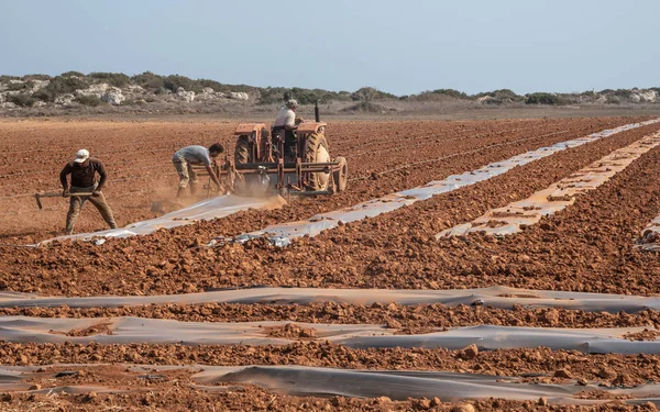 Paralimni Famagusta Juli 2018 Mensen Trekker Schrijnend Het Veld Tijdens — Stockfoto