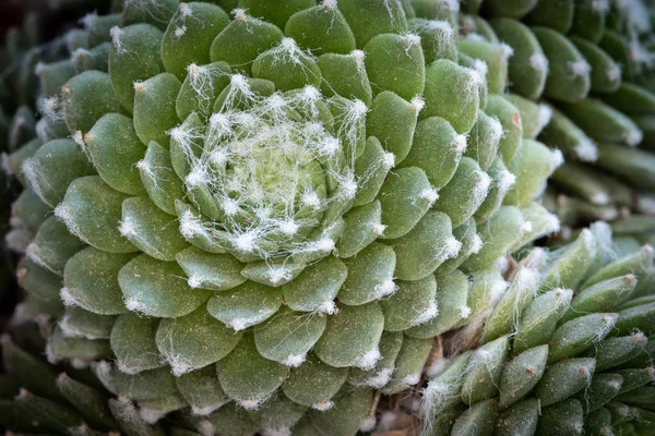 Detalles Abstractos Las Hojas Una Planta Suculenta Verde Que Forma — Foto de Stock