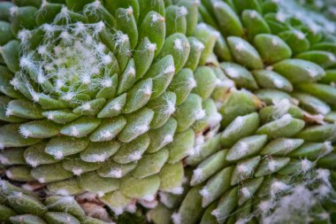 Güzel dokuları oluşturan yeşil bir etli bitki yaprakları ayrıntılarını soyut. 